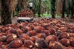 Harga Sawit Mitra Swadaya Riau Naik, Tertinggi Capai Rp3.880 per Kg