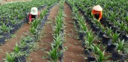 300 Hektare Kebun Sawit Bengkalis Siap Diremajakan Tahun 2026