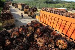 Petani Sawit Desak Pemerintah Batalkan Kebijakan Ekspor Satu Pintu