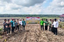 Polsek Pangkalan Kuras Dampingi KUD Harapan Jaya Tanam Jagung 3 Hektare di Lahan Tumpang Sari