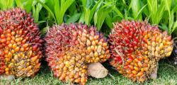 Harga Sawit Plasma Riau Pekan Ini Turun ke Rp3.768 per Kg